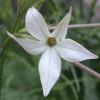 Nicotiana longiflora