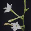 Nicotiana longiflora