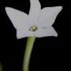 Nicotiana longiflora