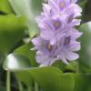 Eicchornia azurea