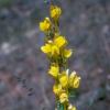 Linaria genistifolia subsp. dalmatica