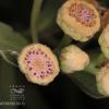 Pluchea saggitalis