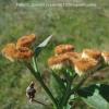 Pluchea saggitalis