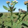 Pluchea saggitalis