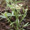Pluchea saggitalis
