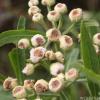 Pluchea saggitalis
