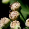 Pluchea saggitalis