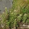 Pluchea saggitalis