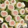 Pluchea saggitalis