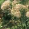 Pluchea saggitalis