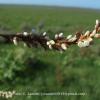 Polygonum acuminatum