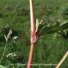 Polygonum acuminatum
