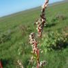 Polygonum acuminatum
