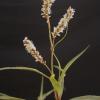 Polygonum acuminatum