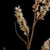 Polygonum acuminatum