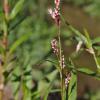 Polygonum hidropiperoides