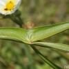 Sagittaria montevidensis