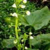 Sagittaria montevidensis