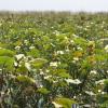 Sagittaria montevidensis