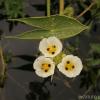 Sagittaria montevidensis