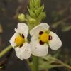 Sagittaria montevidensis