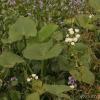 Sagittaria montevidensis