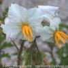 Solanum sisymbrifolium