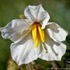 Solanum sisymbrifolium