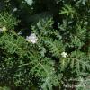 Solanum sisymbrifolium