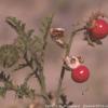 Solanum sisymbrifolium
