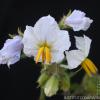 Solanum sisymbrifolium