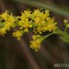 Solidago chilensis