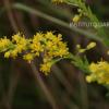 Solidago chilensis