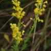 Solidago chilensis