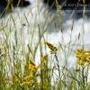 Solidago chilensis