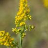 Solidago chilensis