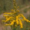 Solidago chilensis