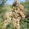 Solidago chilensis