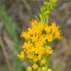 Solidago chilensis