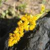 Solidago chilensis