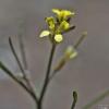 Sisymbrium orientale