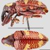 H. trifasciatus