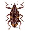 H. trifasciatus 