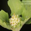 Acanthospermun australe