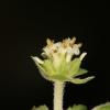 Acanthospermun australe