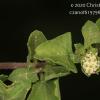 Acanthospermun australe
