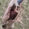 Pyrrhopyge pelota - Capullo y pupa