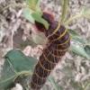 Pyrrhopyge pelota - Larva