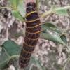 Pyrrhopyge pelota - Larva