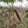 Pyrrhopyge pelota - Larva